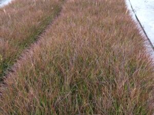 Pennisetum advena 'Rubrum'