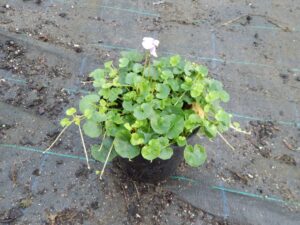 Viola hederacea