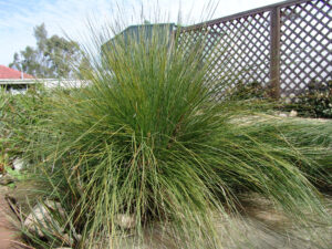 Lomandra confertifolia SIR5 PBR Wingarra