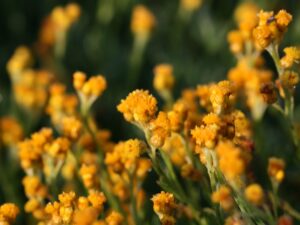 Helichrysum apiculatum 'Yellow Buttons'