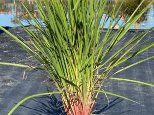 Dianella caerulea JOHN316 PBR King Alfred