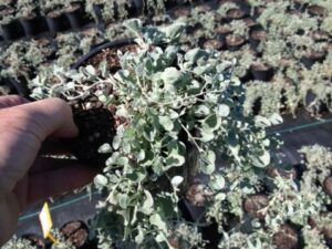 Dichondra argentea Silver Falls