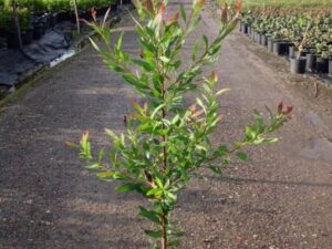 Hakea salicifolia