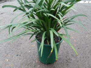 Liriope muscari