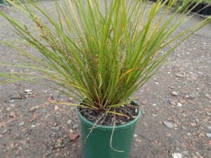 Lomandra longifolia 'Verday'