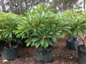 Plumeria rubra