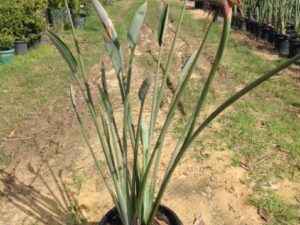 Strelitzia juncea