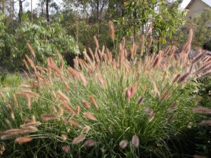 Pennisetum alopecuroides PA400 PBR Purple Lea