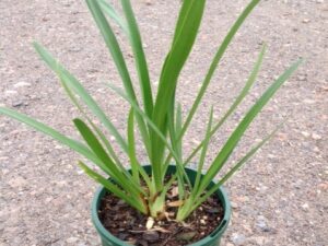 Agapanthus orientalis (white)