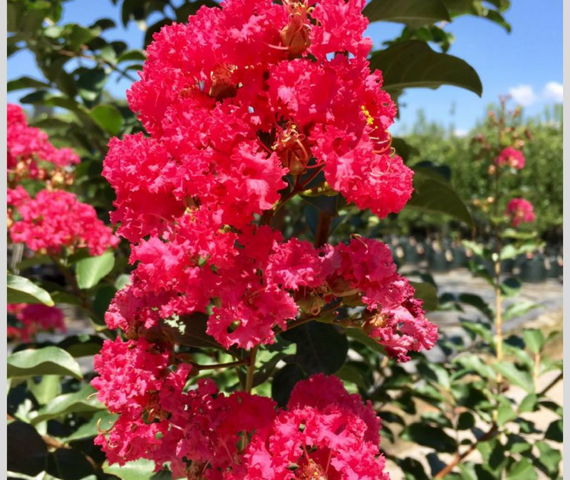 Availability Plants Photo Gallery