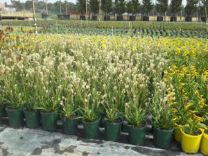 Anigozanthus flavidus 'Bush Pearl'