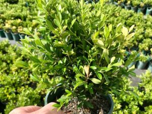 Buxus microphylla var. microphylla