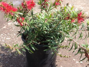 Callistemon viminalis Captain Cook