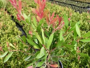 Callistemon citrinus Endeavour