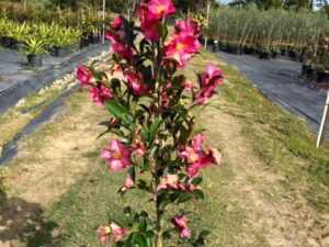 Camellia sasanqua 'Hiryu'