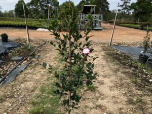 Camellia sasanqua 'Pure Silk'