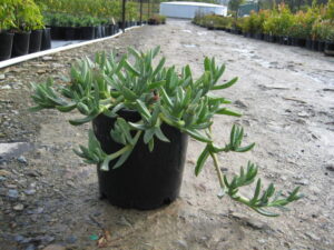 Carpobrotus glaucescens