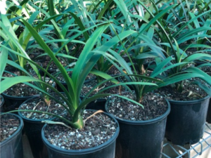 Clivia miniata