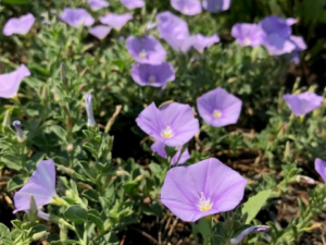Convolvulus mauritanicus