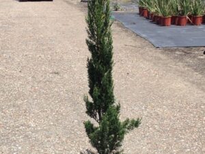 Cupressus sempervirens 'Nitschke's Needle'