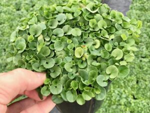 Dichondra repens