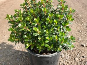Escallonia macrantha 'Pink Pixie'