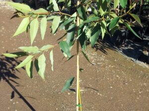 Eucalyptus moluccana
