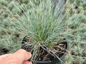 Festuca glauca