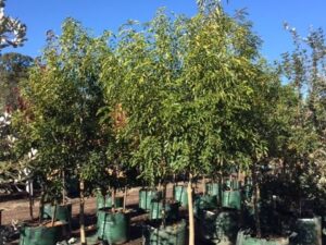 Fraxinus griffithii