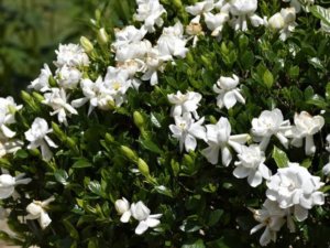 Gardenia augusta Radicans