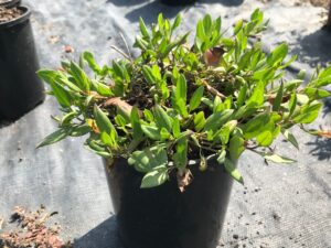 Goodenia ovata 'Gold Cover'