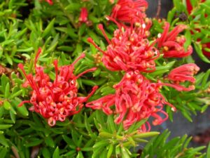 Grevillea juniperiana (prostrate red)