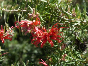 Grevillea juniperina 'Molonglo'