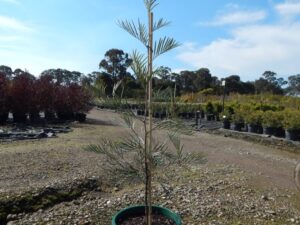 Grevillea 'Moonlight'