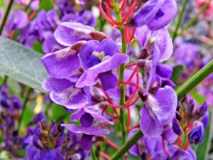 Hardenbergia violacea