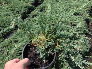 Juniperus horizontalis 'Glauca'