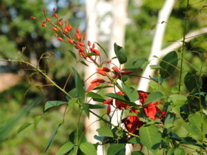 Kennedia rubicunda