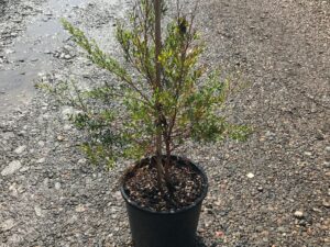 Leptospermum polygalifolium