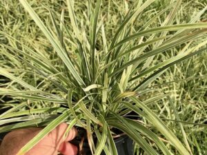 Liriope muscari 'Stripey White'