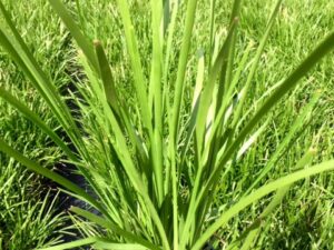 Lomandra longifolia