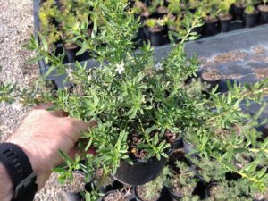 Myoporum parvifolium