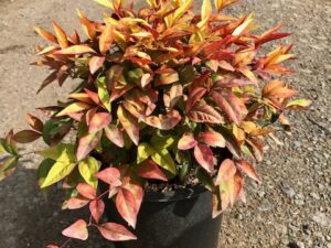 Nandina domestica Nana