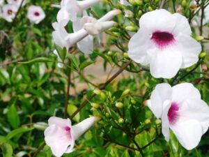 Pandorea jasminoides