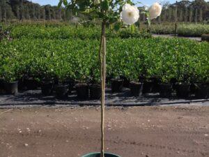 Rosea 'Iceberg Standard'