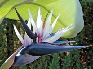Strelitzia nicolai