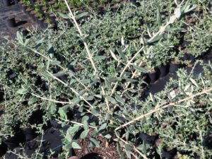 Teucrium fruticans