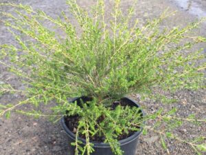 Thryptomene saxicola Paynes Hybrid