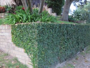 Ficus pumila