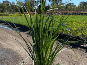 Dianella longifolia 140mm