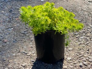 Sedum mexicanum Aureum 140mm
